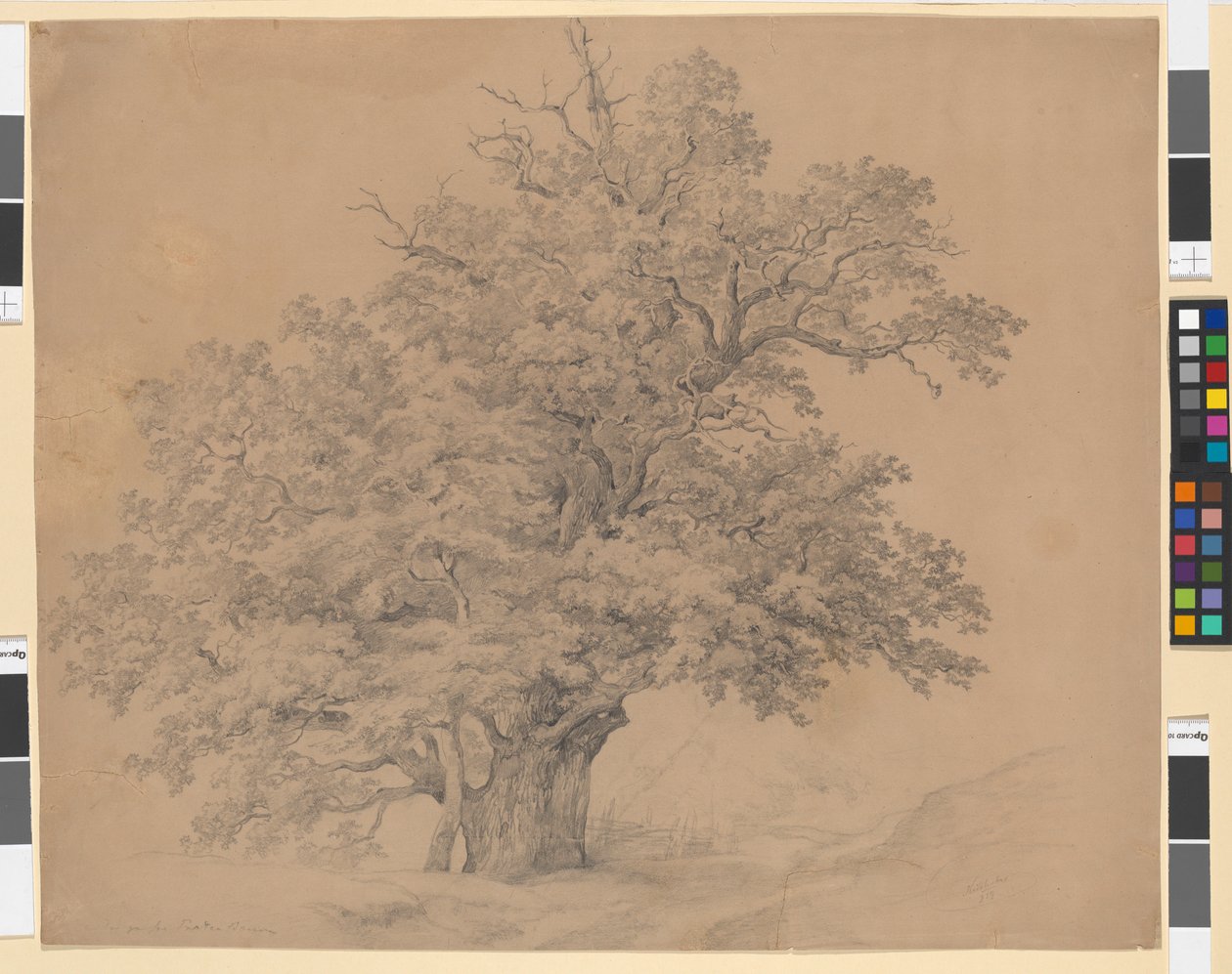 Le grand arbre du Prater - Josef Kriehuber