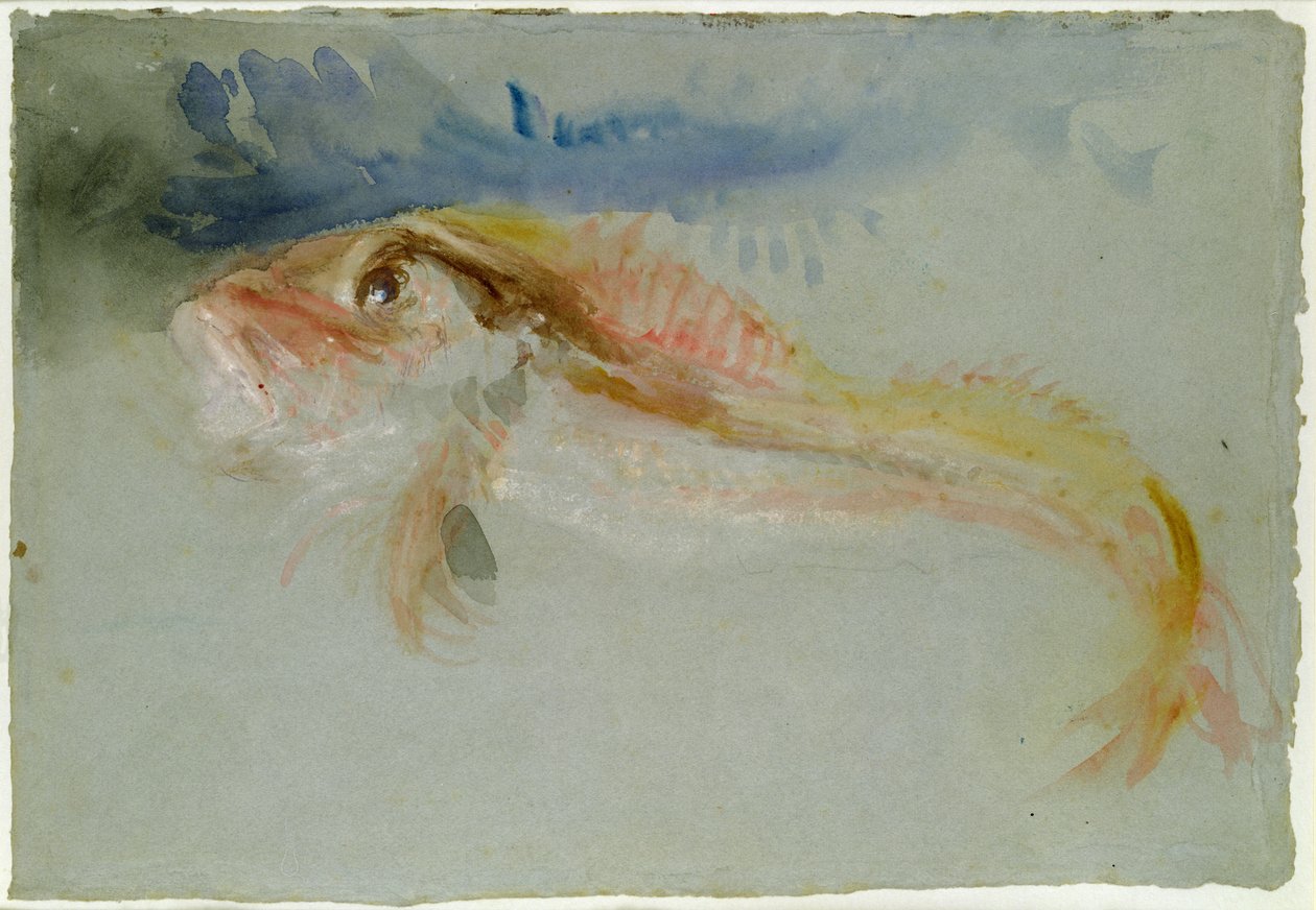 Un Grondin - Joseph Mallord William Turner