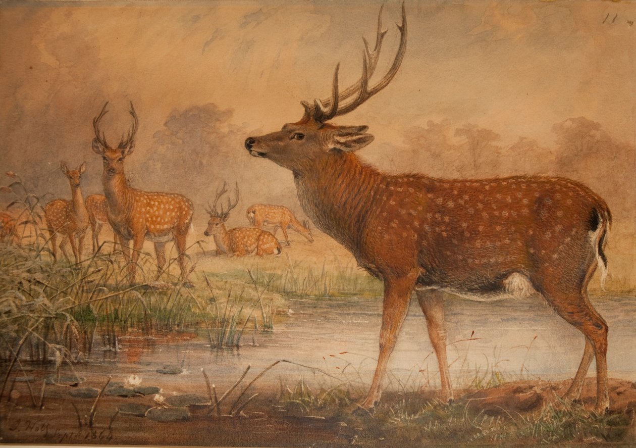 Cerf de Mandchourie - Joseph Wolf