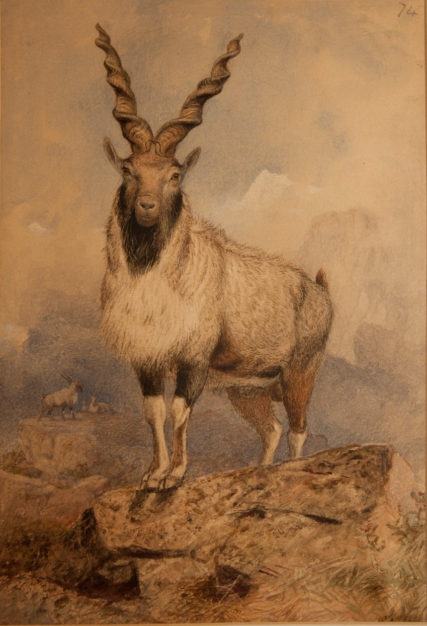 Markhoor - Joseph Wolf