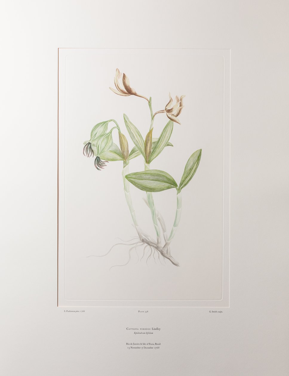 Cattleya forbesii (Orchidaceae) - Planche 358, Florilège de Banks, c.1771-84 - Joseph Banks