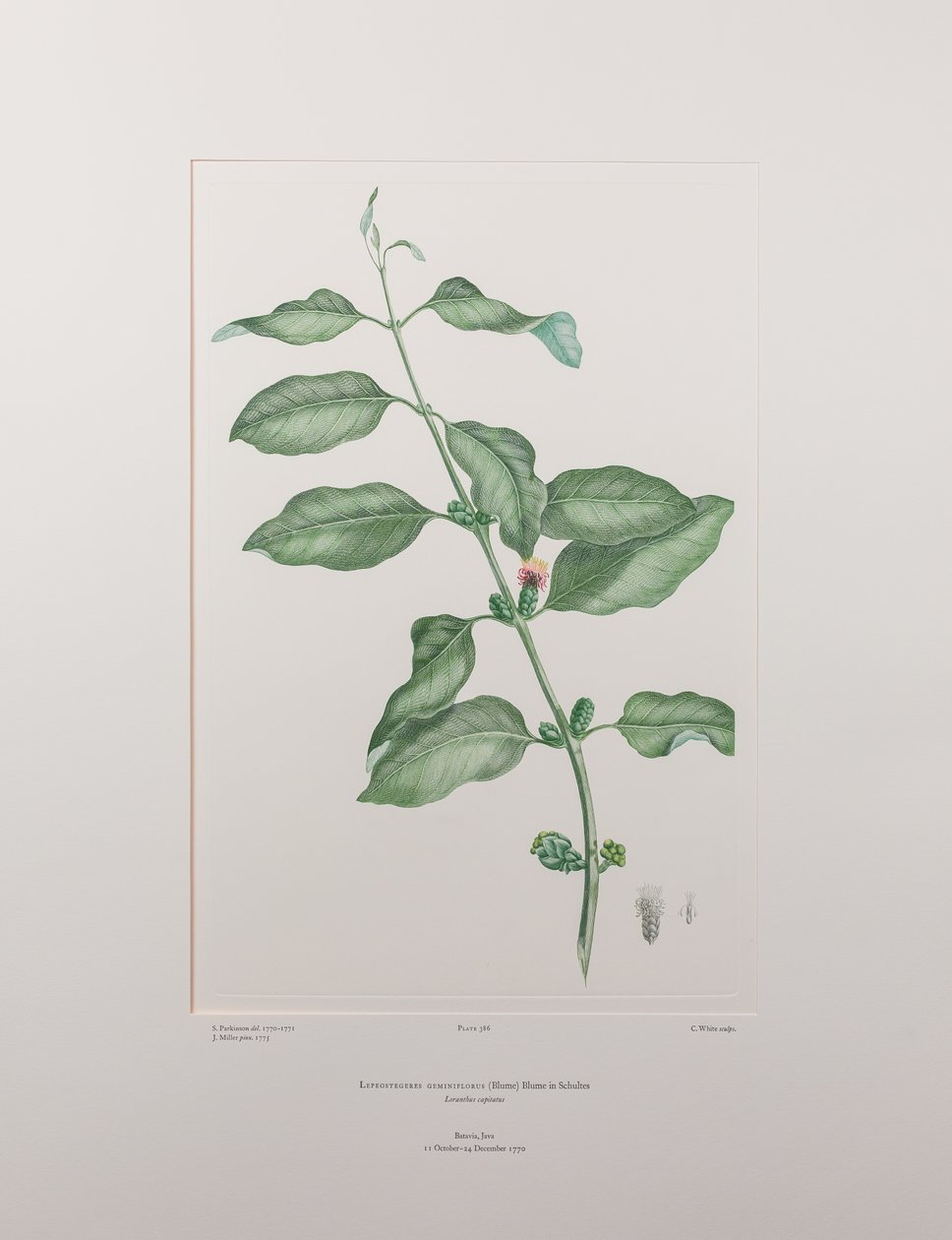 Lepeostegeres geminiflorus (Loranthaceae) - Planche 386, Florilège de Banks, c.1771-84 - Joseph Banks