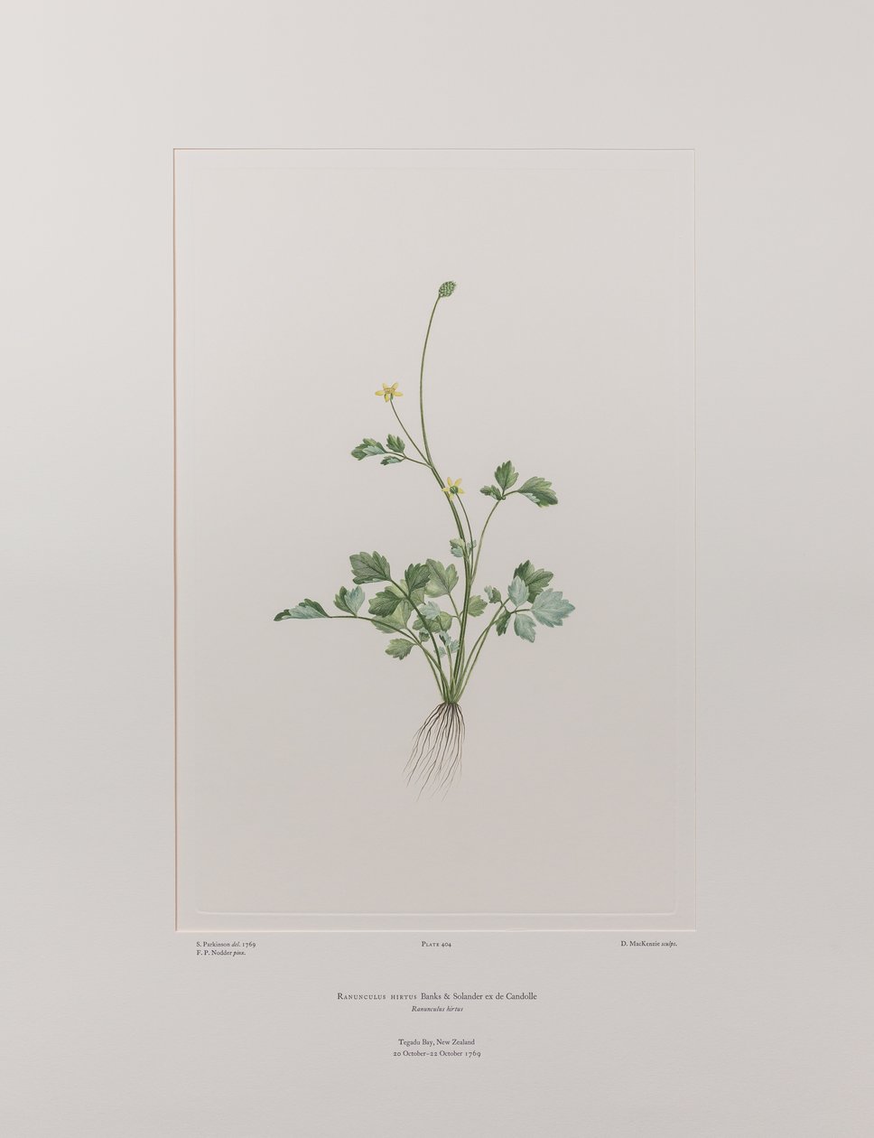 Ranunculus hirtus (Ranunculaceae) - Planche 404, Florilège de Banks, c.1771-84 - Joseph Banks