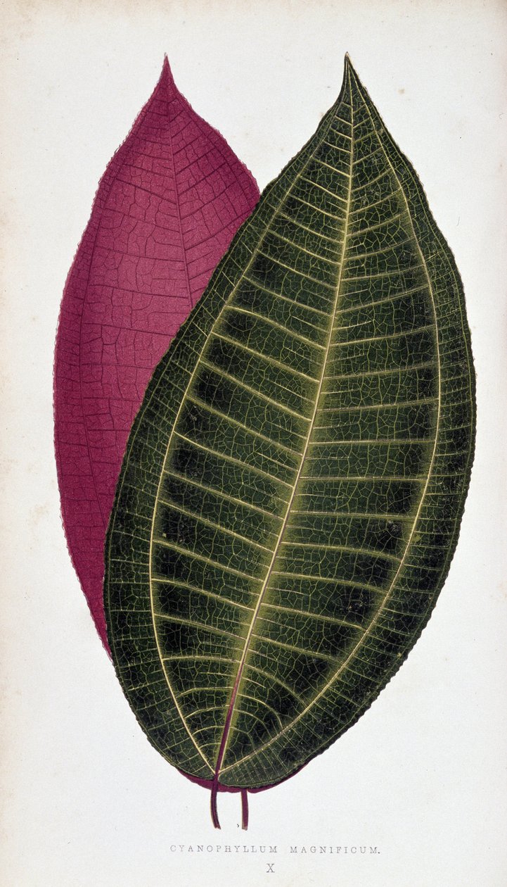 Feuille de Cyanophyllum Magnificum. Tableau botanique dans 