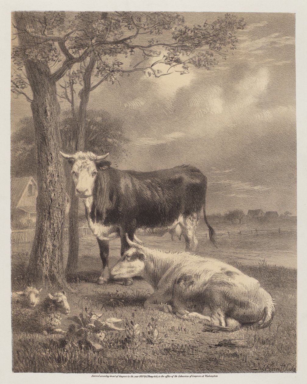 Bétail ruminant - Joseph Foxcroft Cole