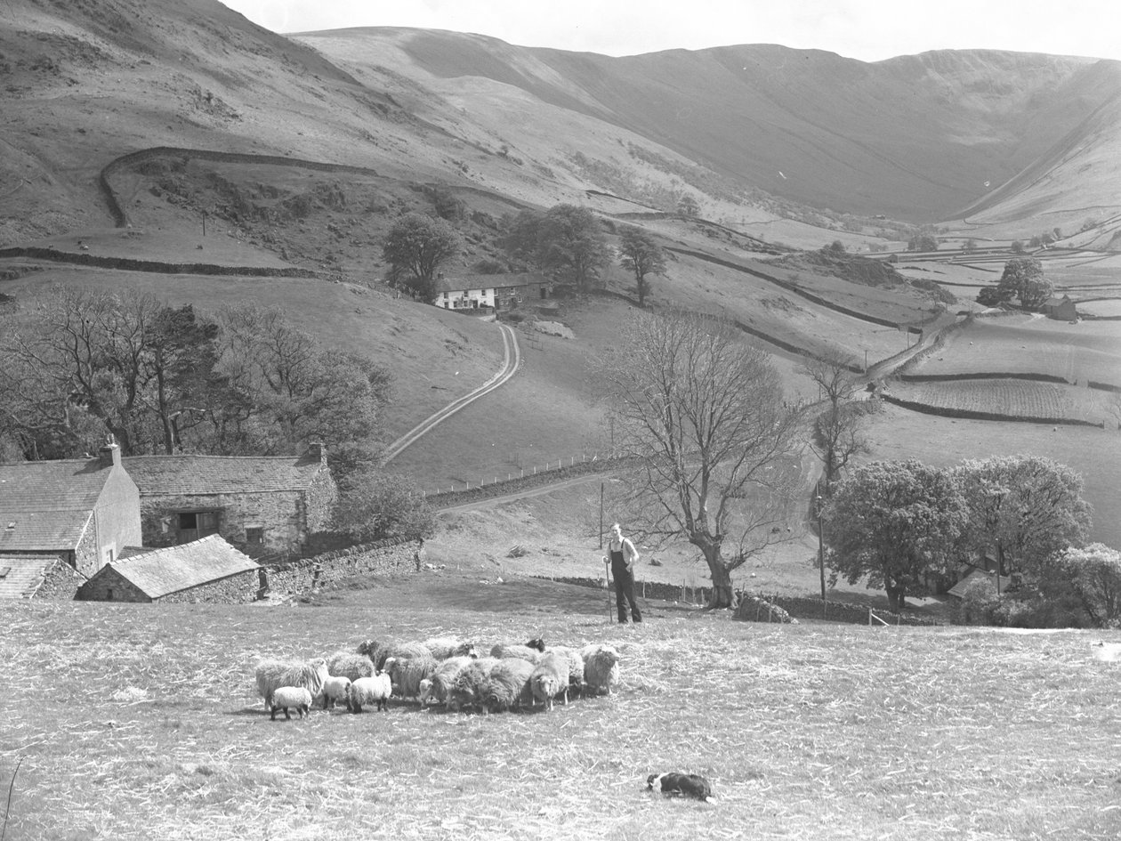Un berger et son chien de berger contrôlent un troupeau de moutons dans un champ à Martindale. - Joseph Hardman