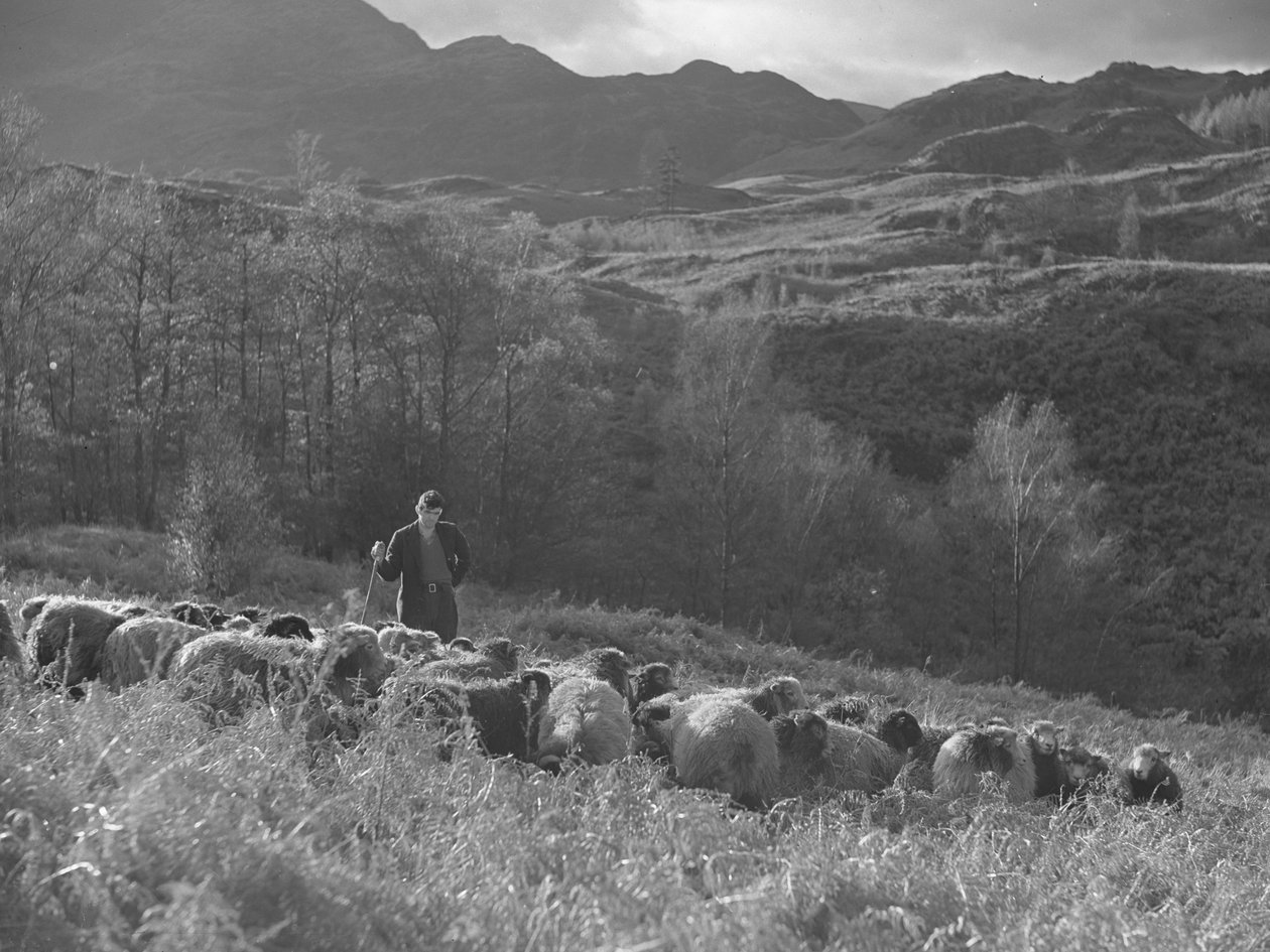 Un fermier regarde son troupeau de moutons, avec les montagnes en arrière-plan. - Joseph Hardman