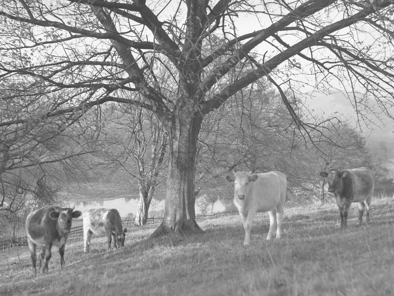 Groupe de vaches dans un champ avec un lac en arrière-plan - Joseph Hardman