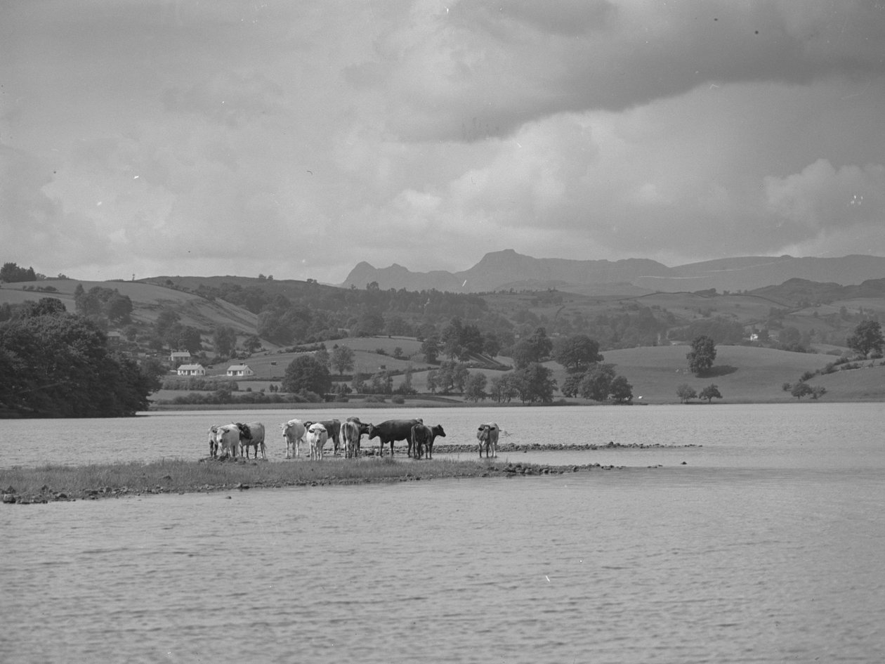 Groupe de vaches sur un banc de sable à Esthwaite Water - Joseph Hardman