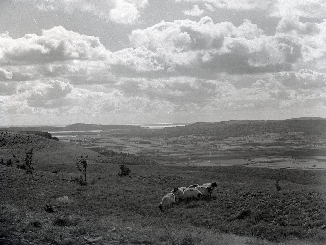 Un petit troupeau de mouflons à cornes à Scout Scar - Joseph Hardman