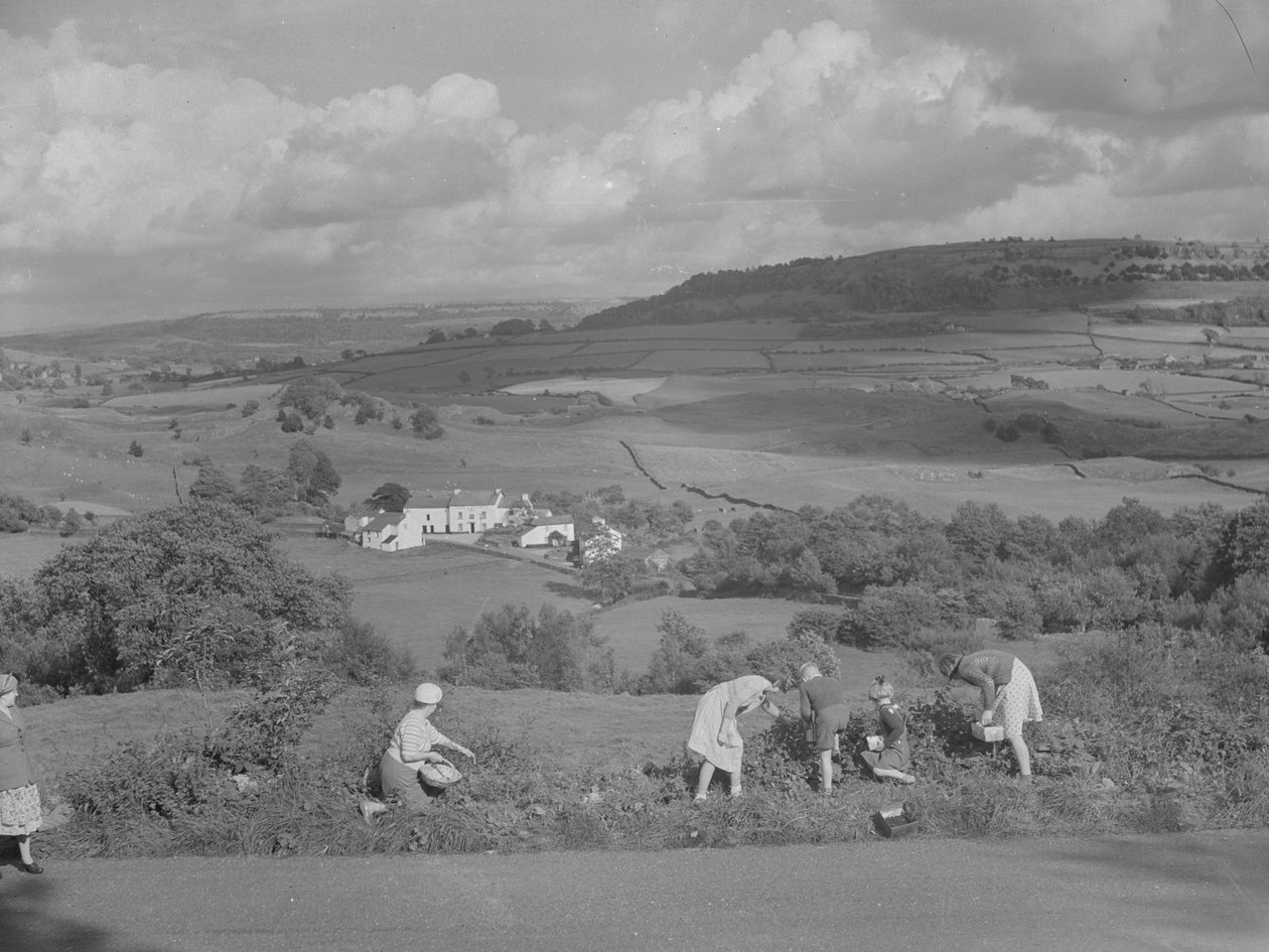Enfants et adultes cueillant des mûres avec vue sur la vallée de Winster. - Joseph Hardman