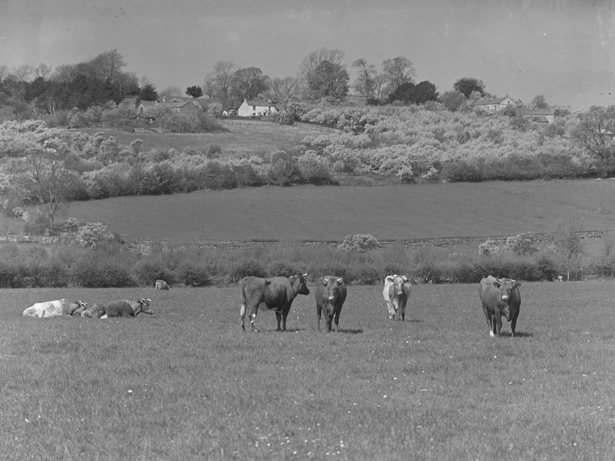 Vaches dans un champ - Joseph Hardman