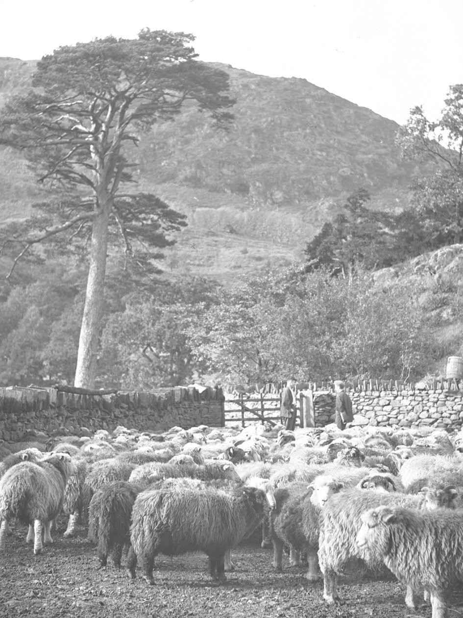 Troupeau de moutons au premier plan - Joseph Hardman