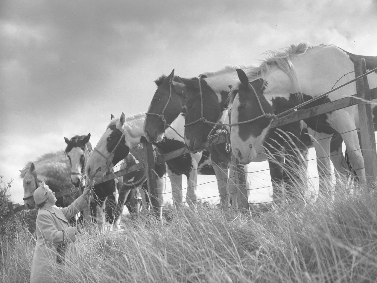 Chevaux se penchant sur la clôture et nourris par une dame - Joseph Hardman