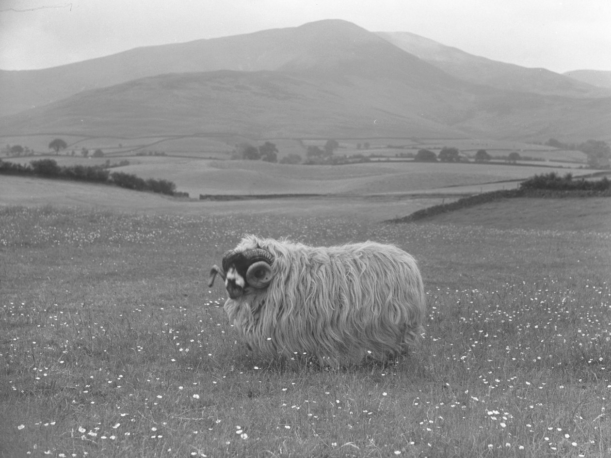 Moutons primés de la race Rough Fell - Joseph Hardman