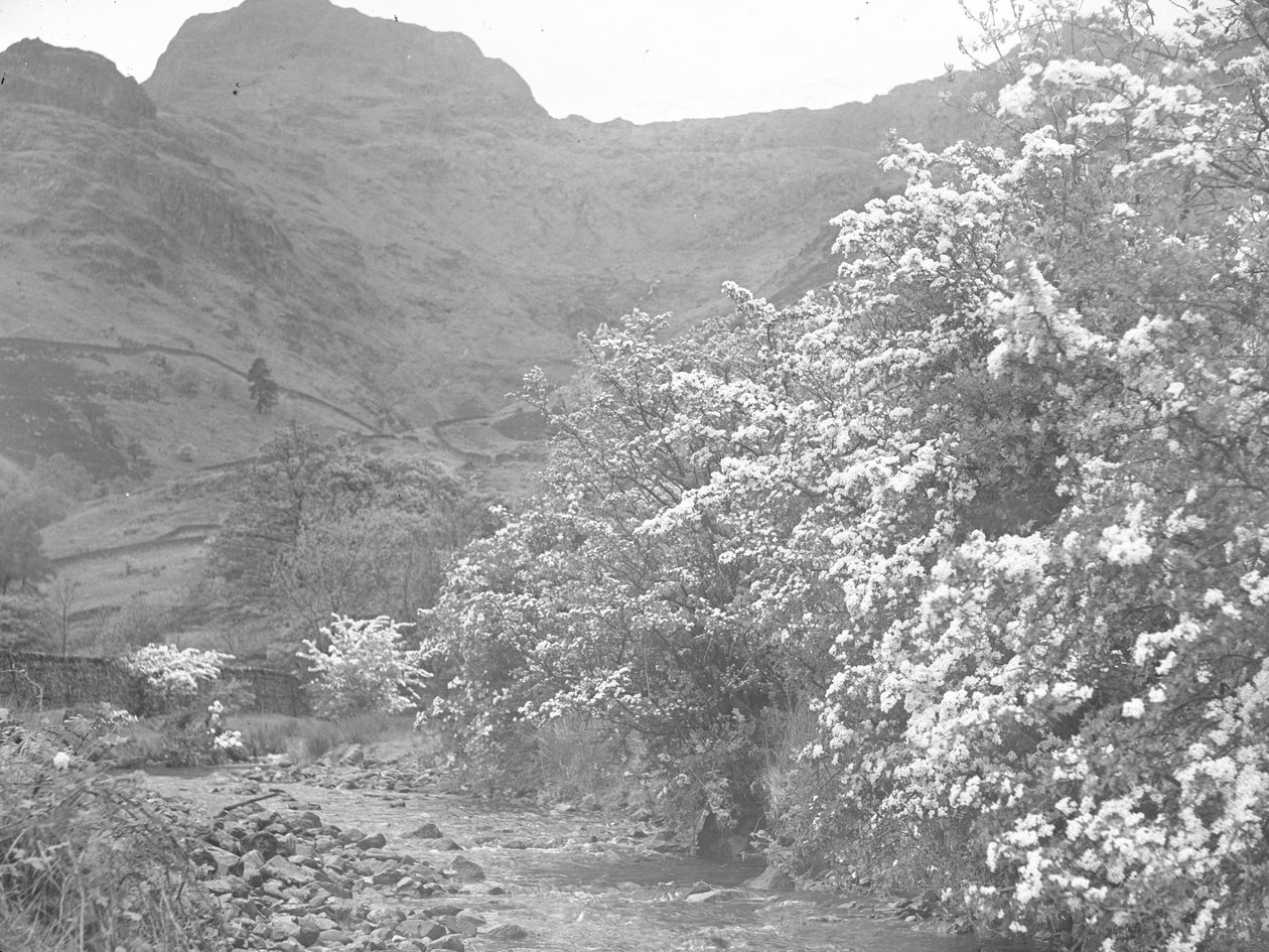 Rivière avec arbres en fleurs le long de la rive et Langdale Pike en arrière-plan - Joseph Hardman