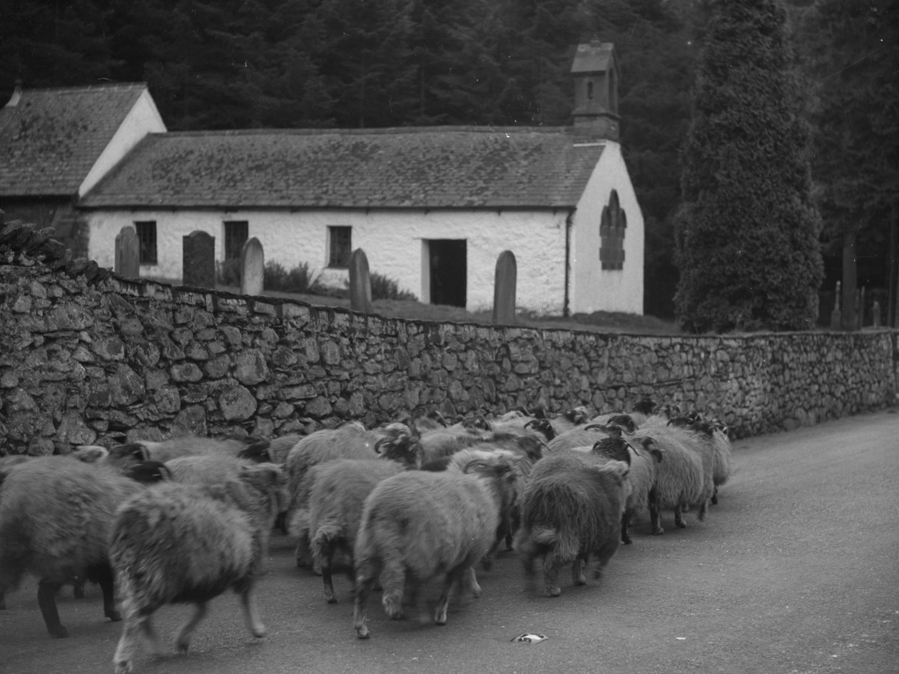 Moutons marchant sur la route à l