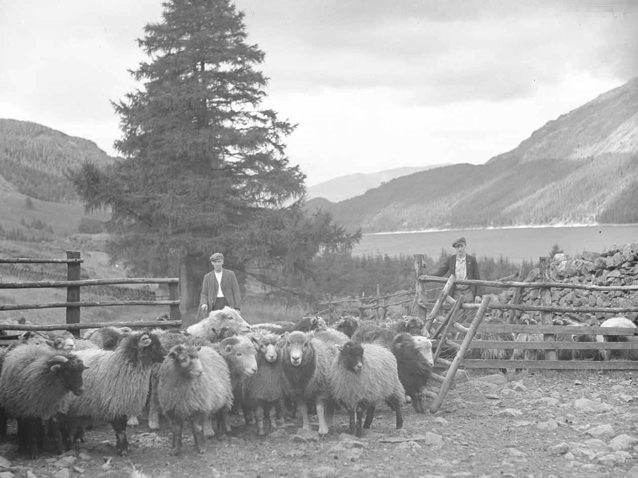 Deux bergers avec un troupeau de moutons et Thirlmere derrière eux - Joseph Hardman