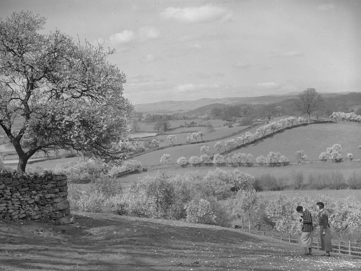 Deux femmes regardant des arbres en fleurs au premier plan - Joseph Hardman