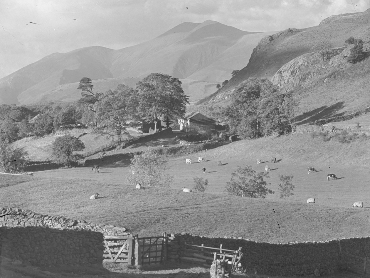 Vue sur les champs de la ferme de Thirlmere avec des moutons et des vaches - Joseph Hardman