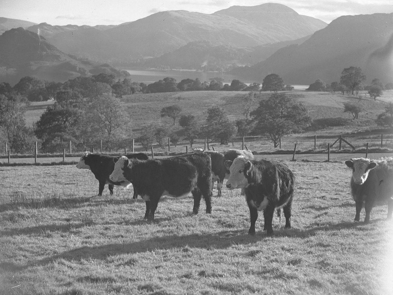 Jeunes vaches dans un champ avec lac et montagnes en arrière-plan - Joseph Hardman