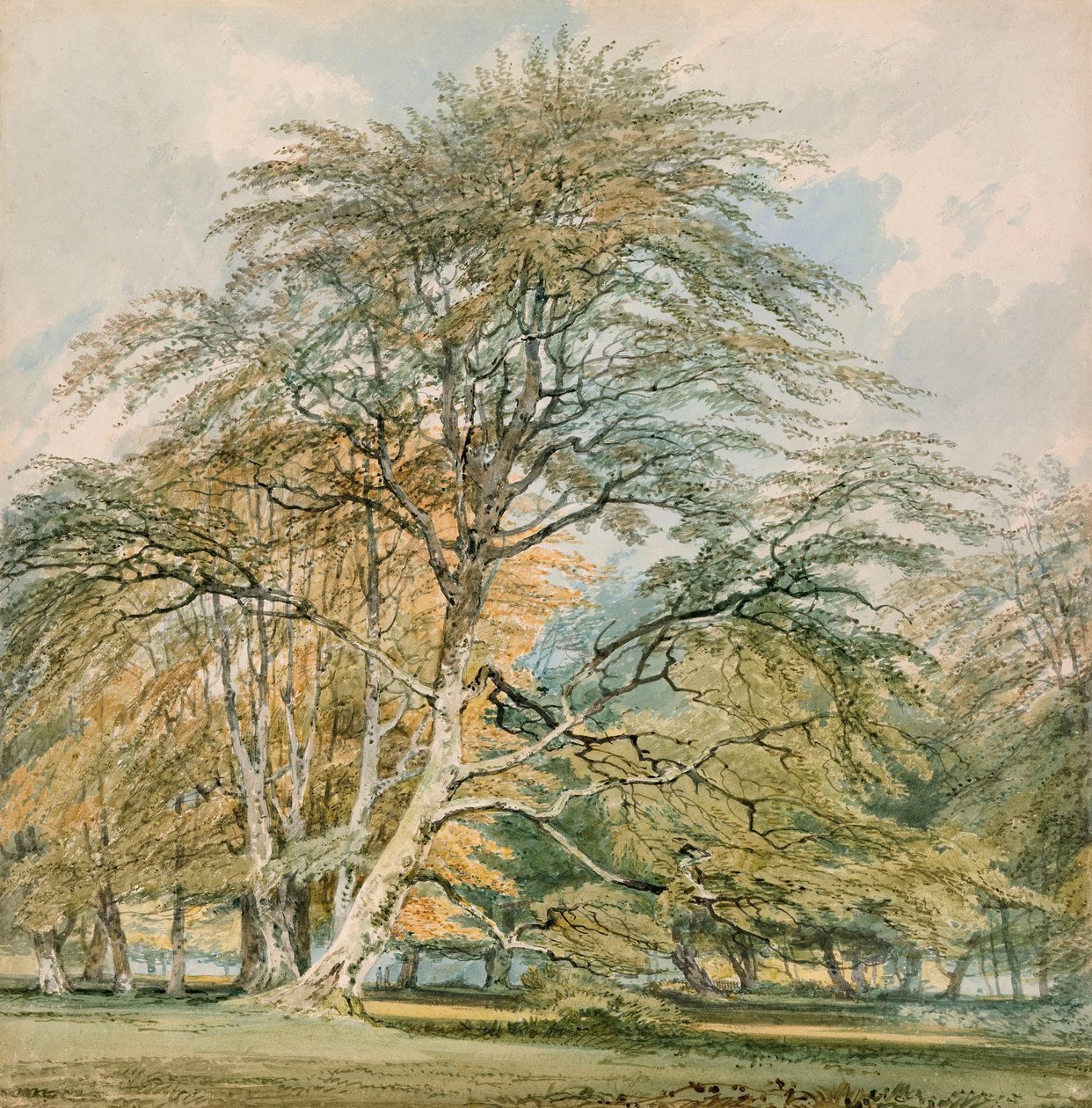Hêtres à Norbury Park, Leatherhead, Surrey - Joseph Mallord William Turner