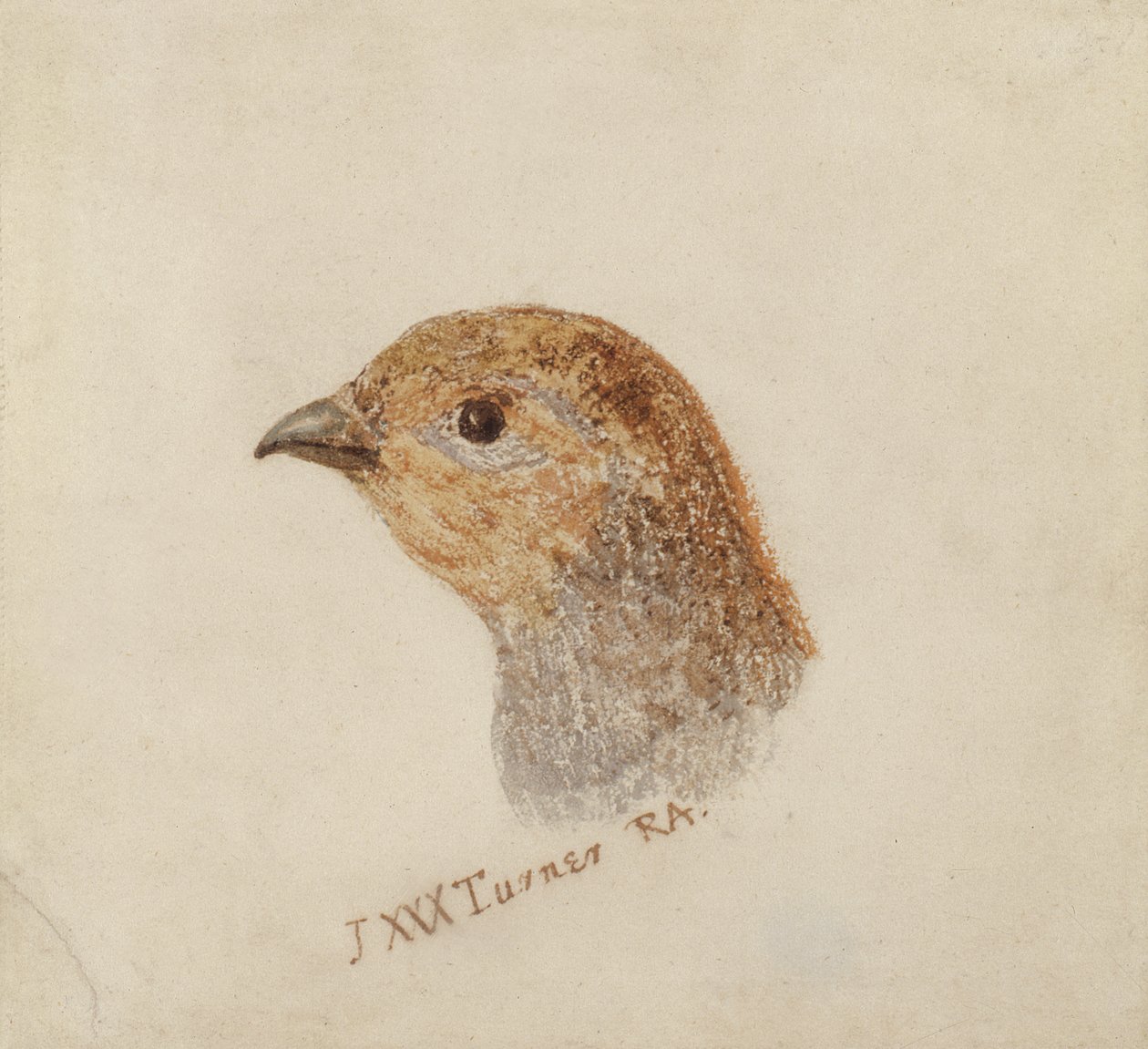 Perdrix, du Livre des oiseaux de Farnley - Joseph Mallord William Turner