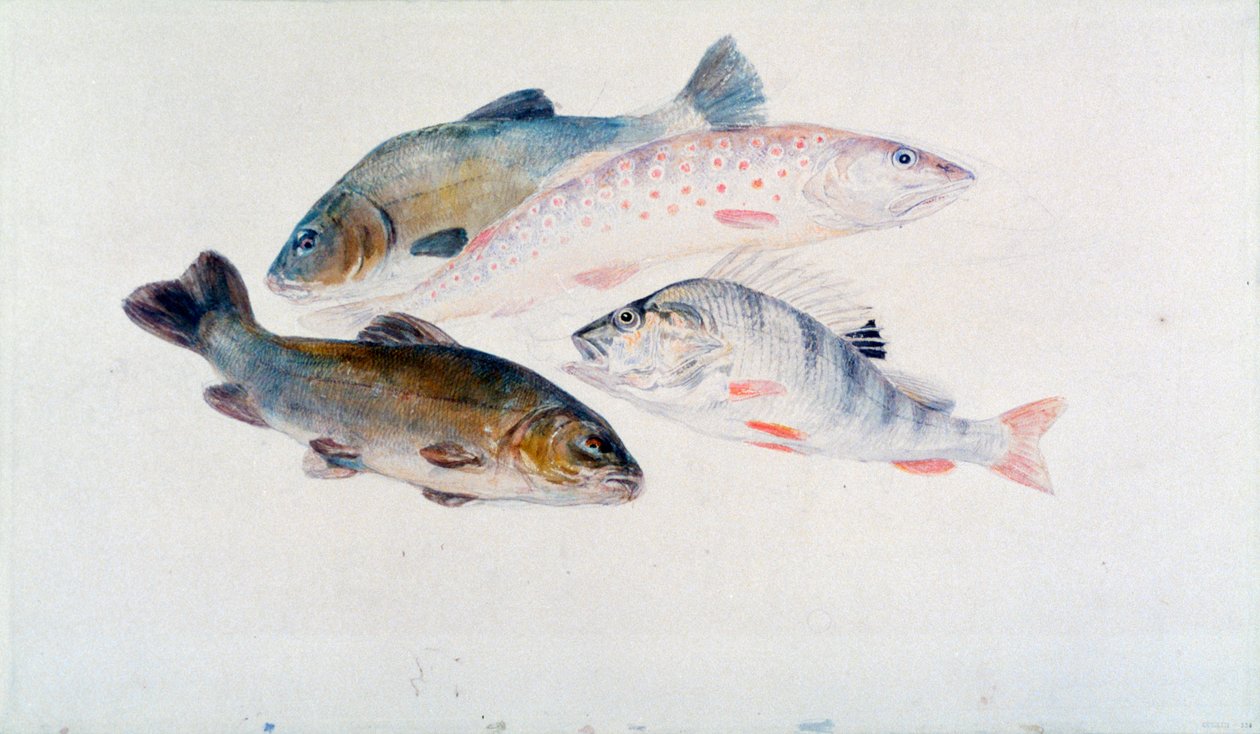 Étude de poissons : deux tanches, une truite et une perche, vers 1822-1824 - Joseph Mallord William Turner