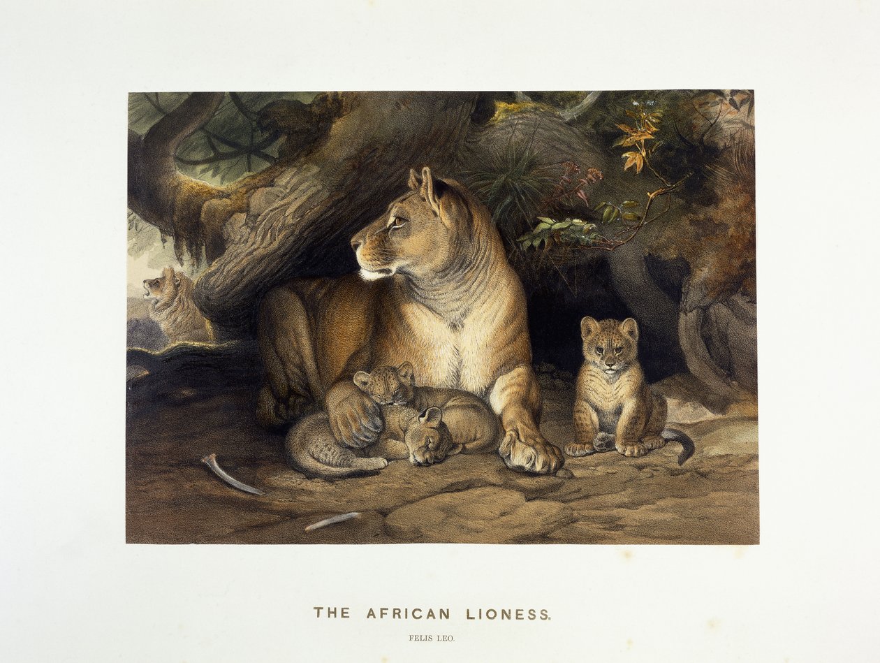 La lionne africaine, vers 1880-1883 - Joseph Wolf