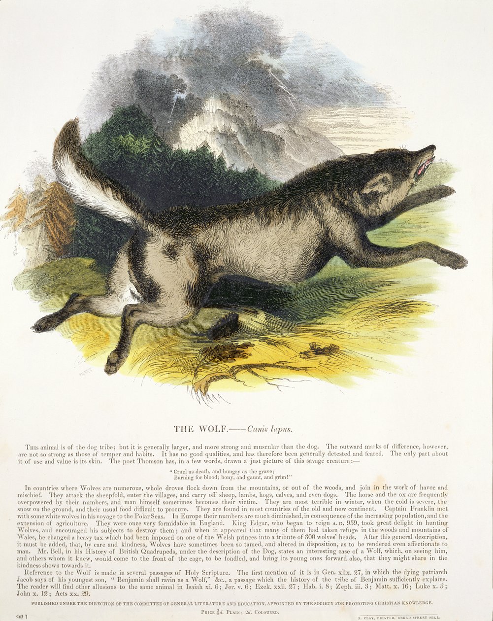 Le loup (Canis lupus) illustration éducative publiée par la Society for Promoting Christian Knowledge - Josiah Wood Whymper