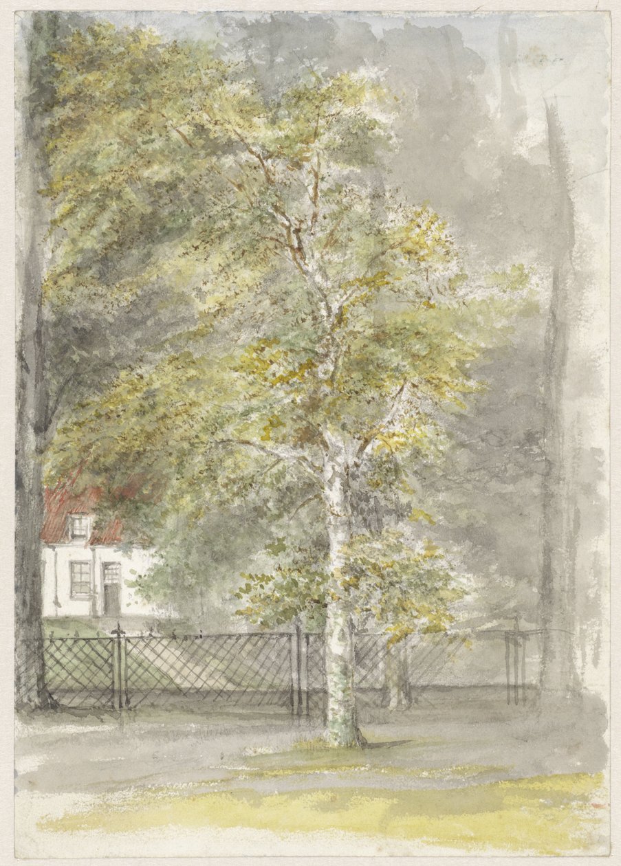 Arbre devant la grille d