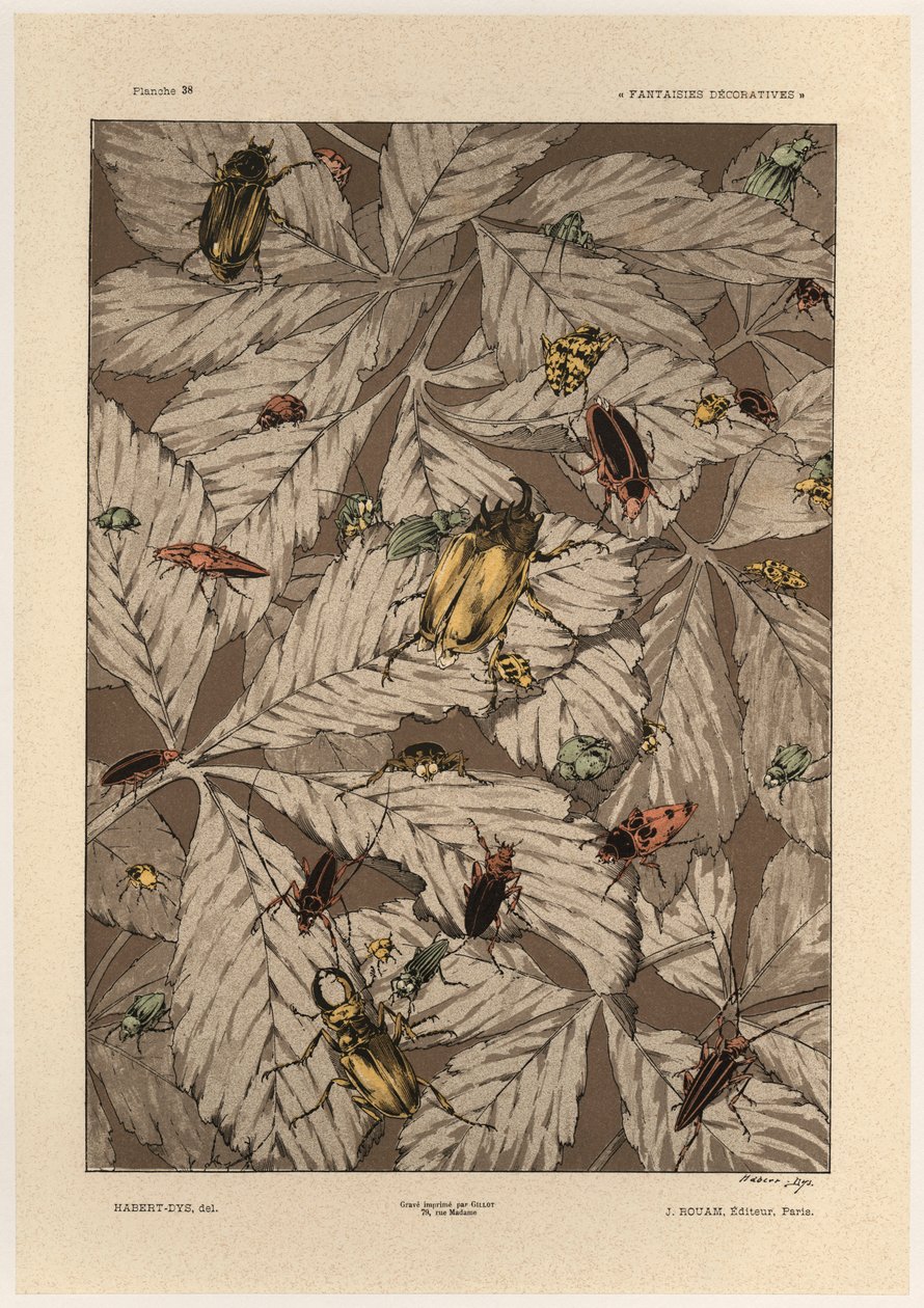 Coléoptères, planche 38 de 