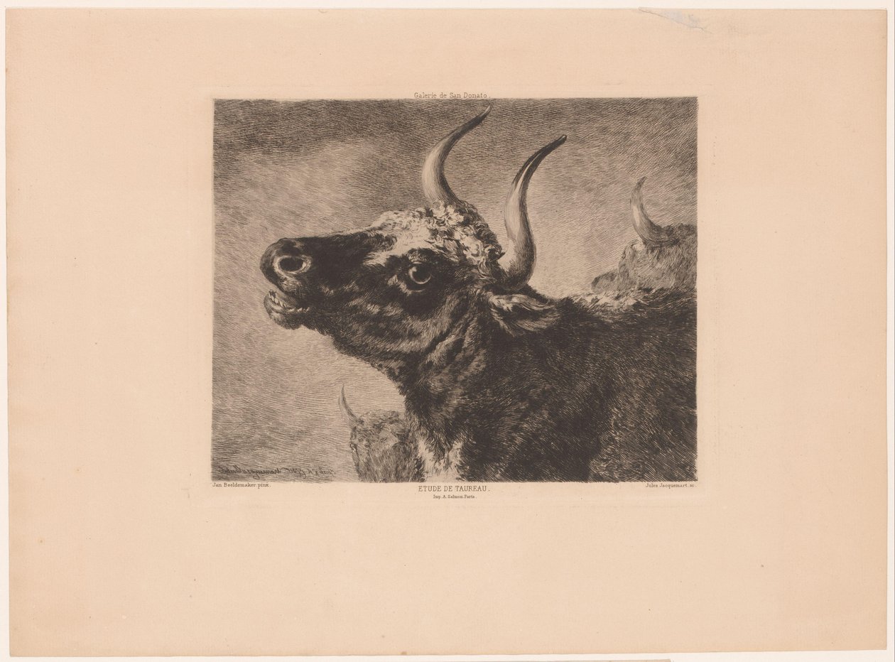 Tête de taureau - Jules Ferdinand Jacquemart