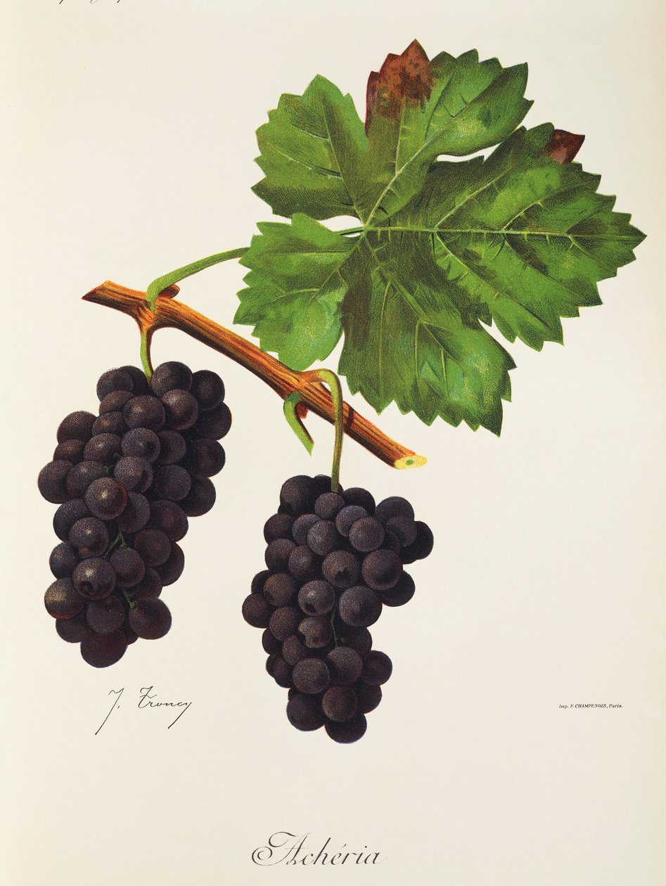 Raisin Acheria par J. Troncy - Jules Troncy