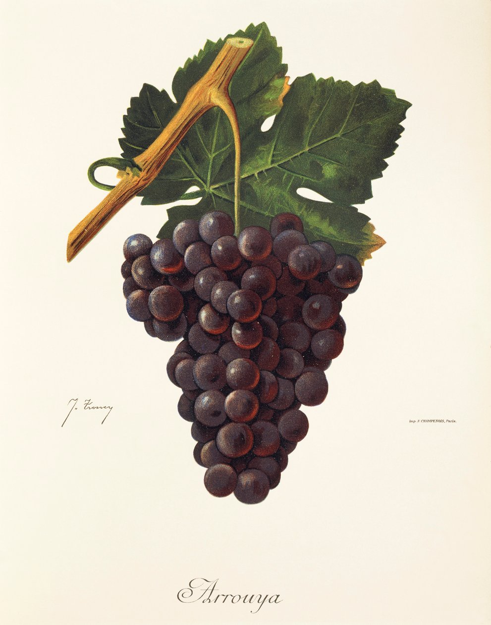 Raisin Arrouya par J. Troncy - Jules Troncy