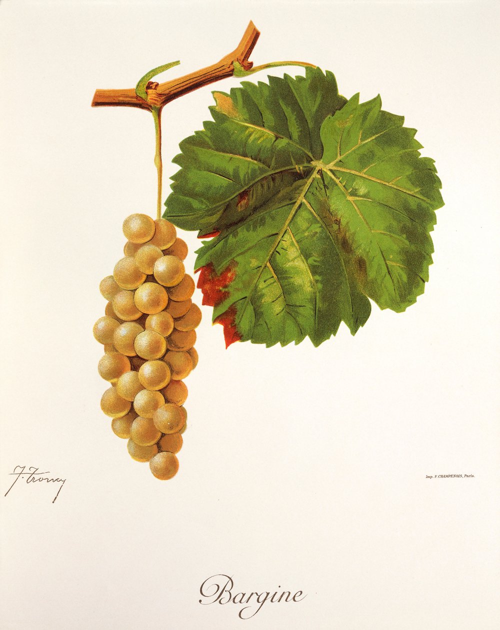 Raisin Bargine - Jules Troncy
