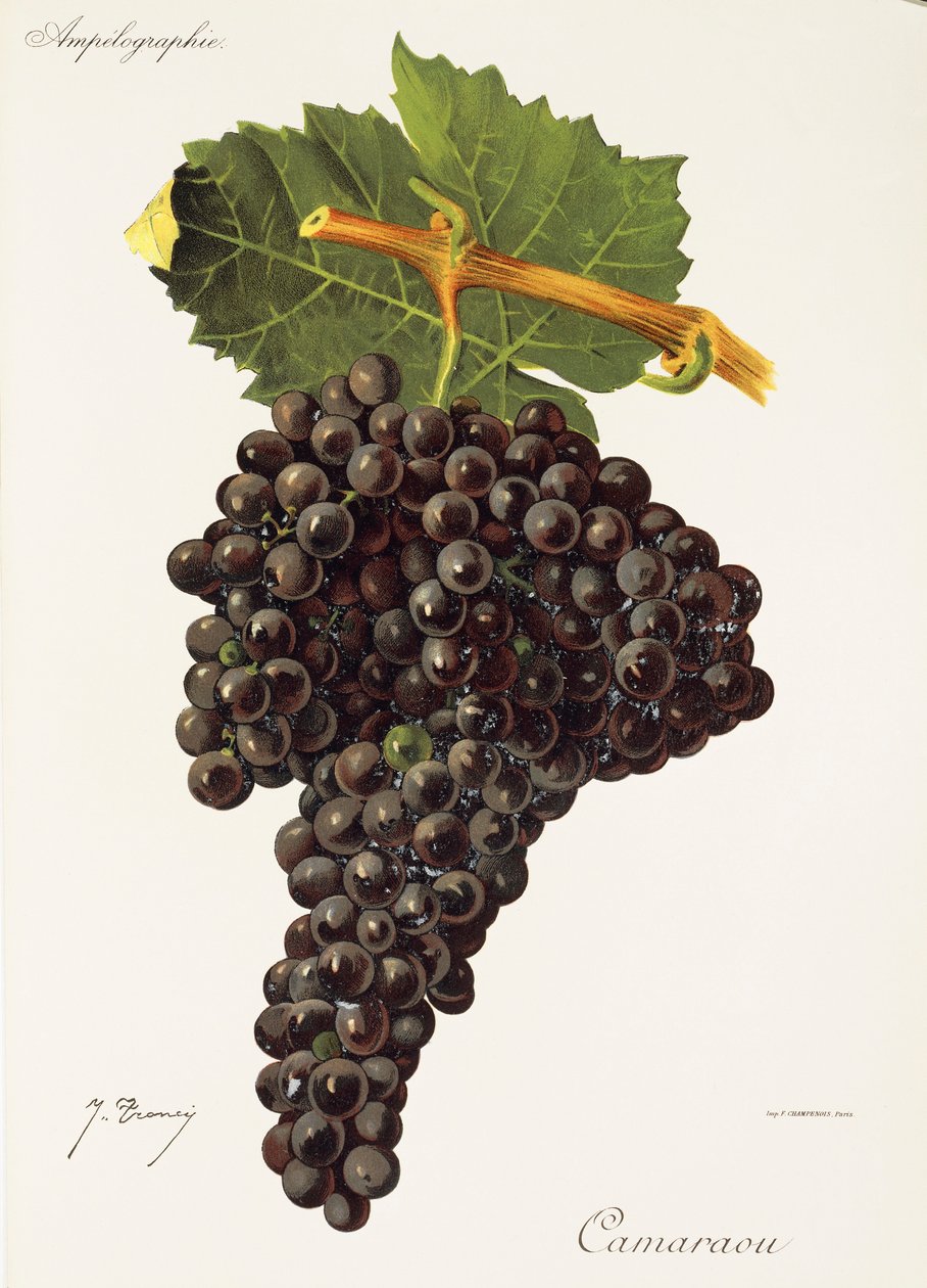 Raisin Camaraou - Jules Troncy