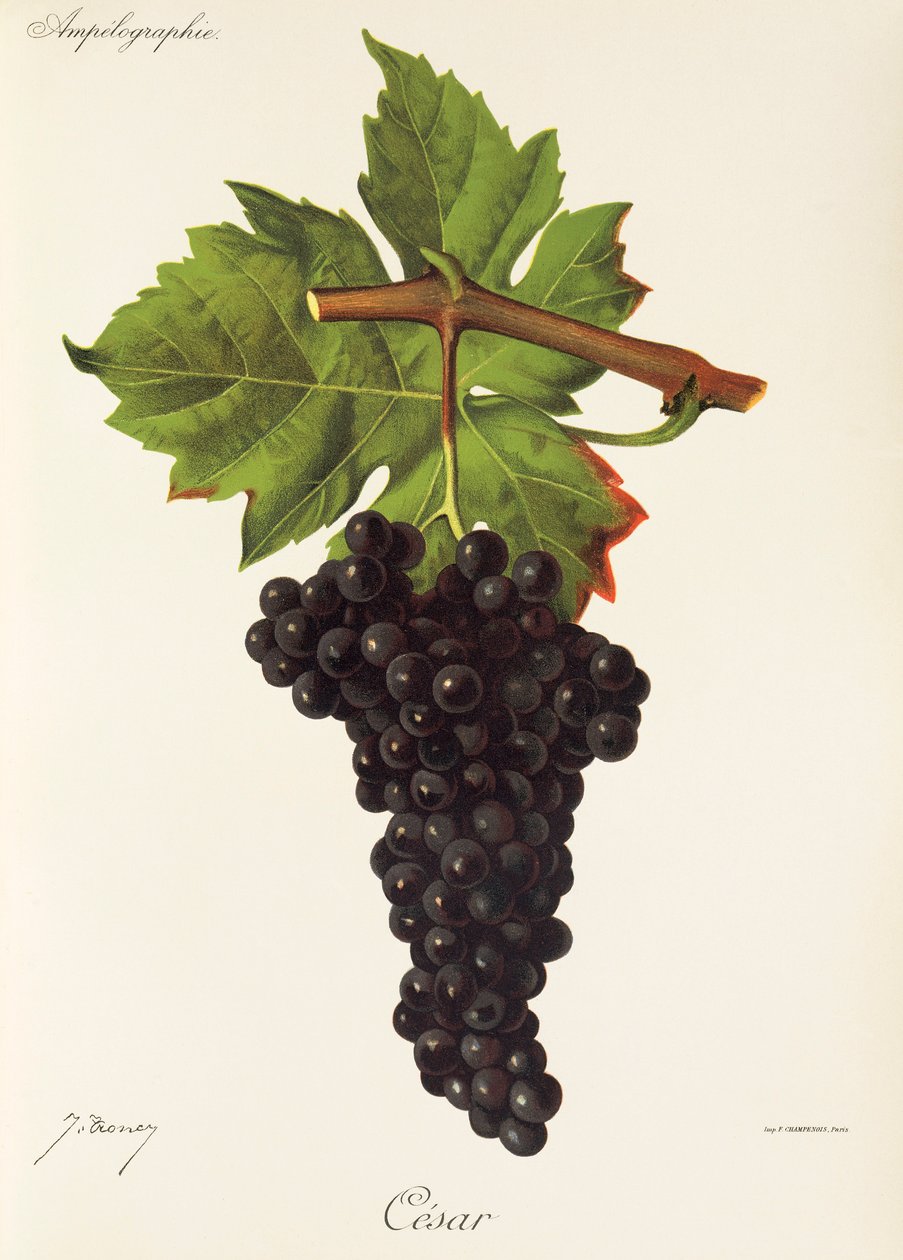Raisin César - Jules Troncy