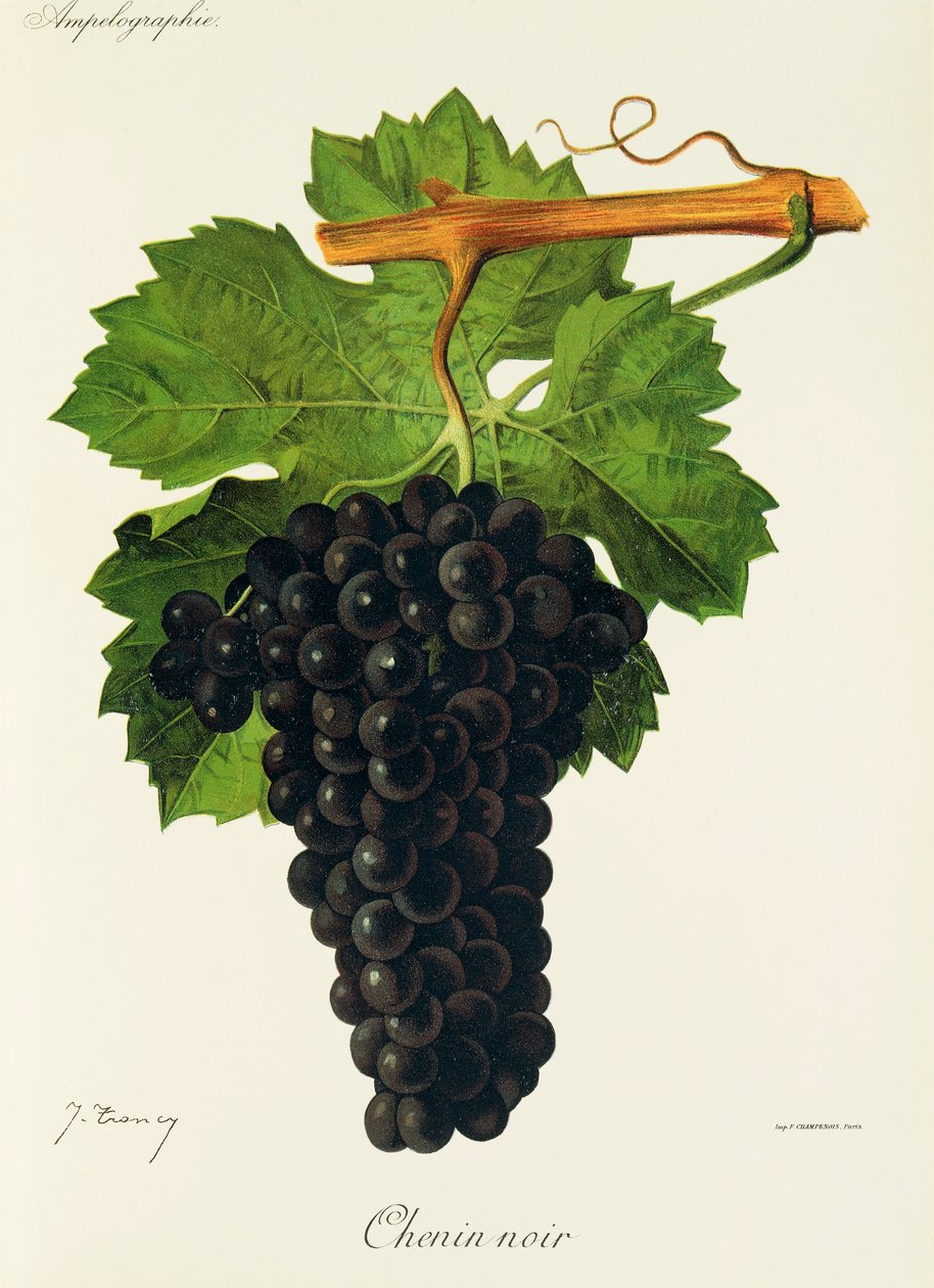Raisin Chenin Noir - Jules Troncy
