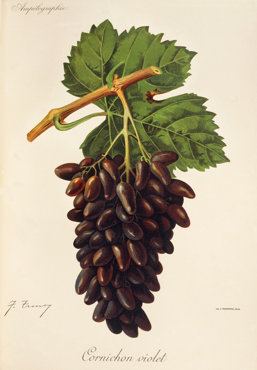 Cornichon Violet - Jules Troncy