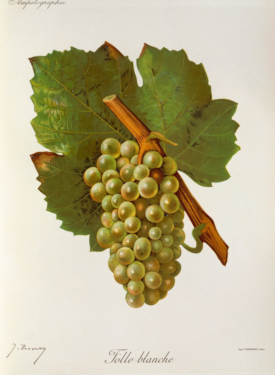 Raisin Folle Blanche - Jules Troncy