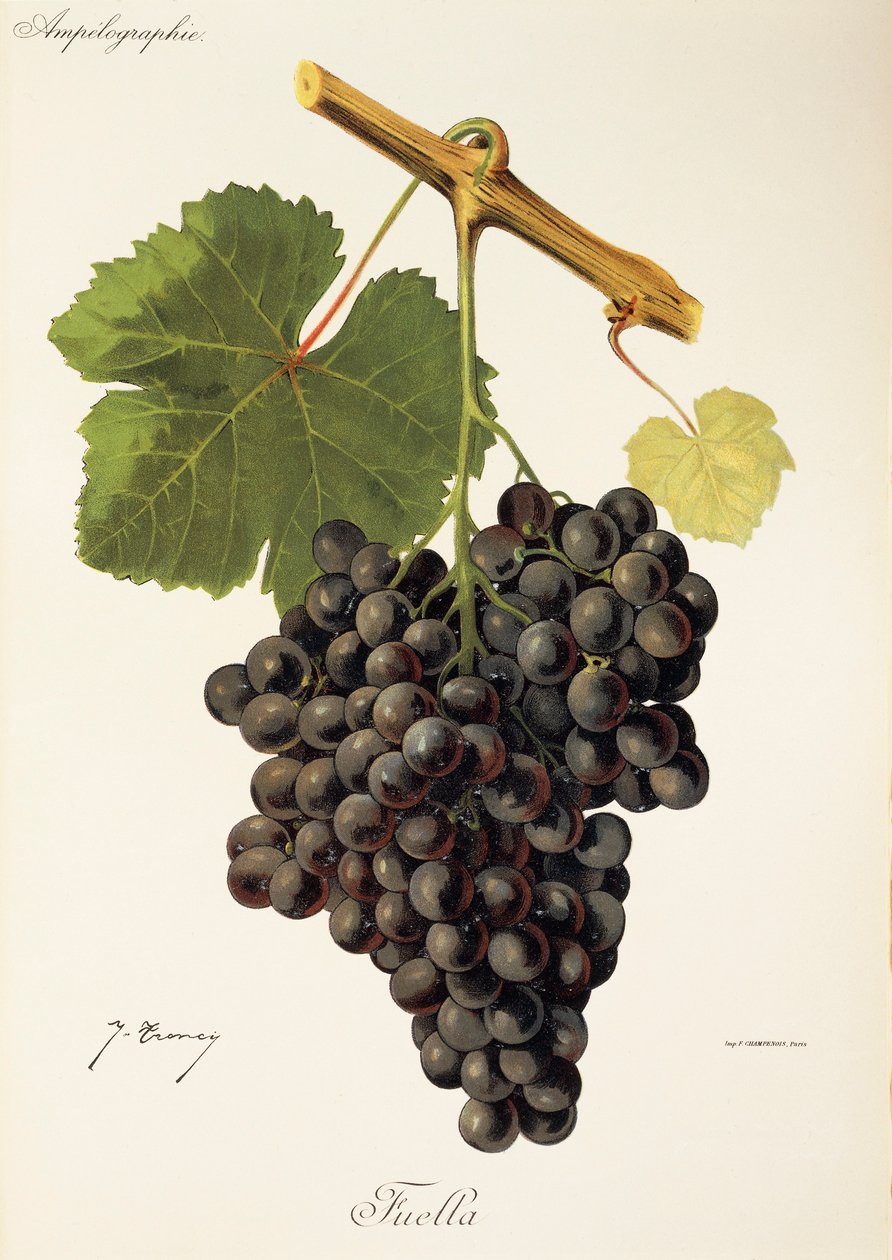 Raisin Fuella par J. Troncy - Jules Troncy