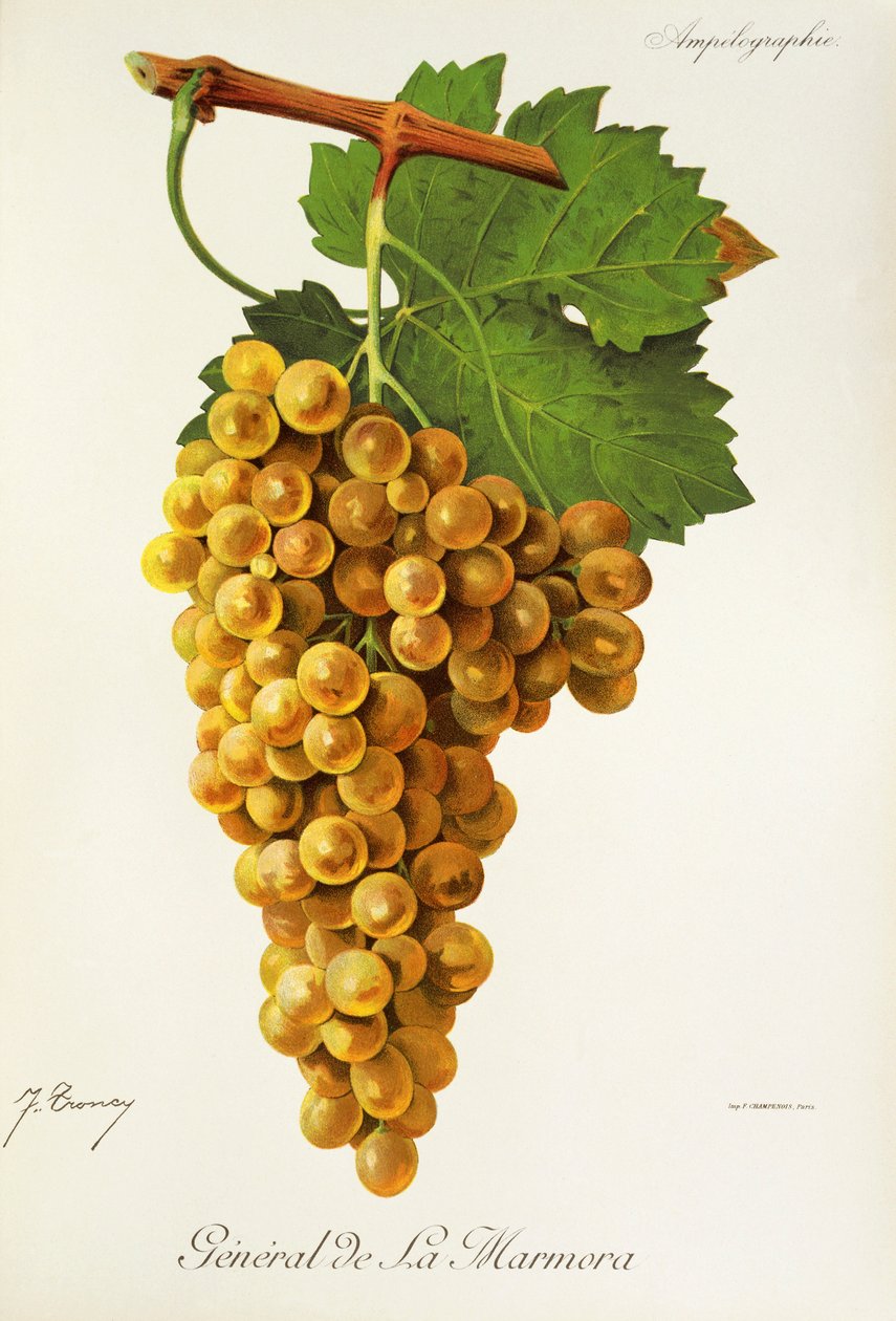 Raisin Général de la Marmora - Jules Troncy