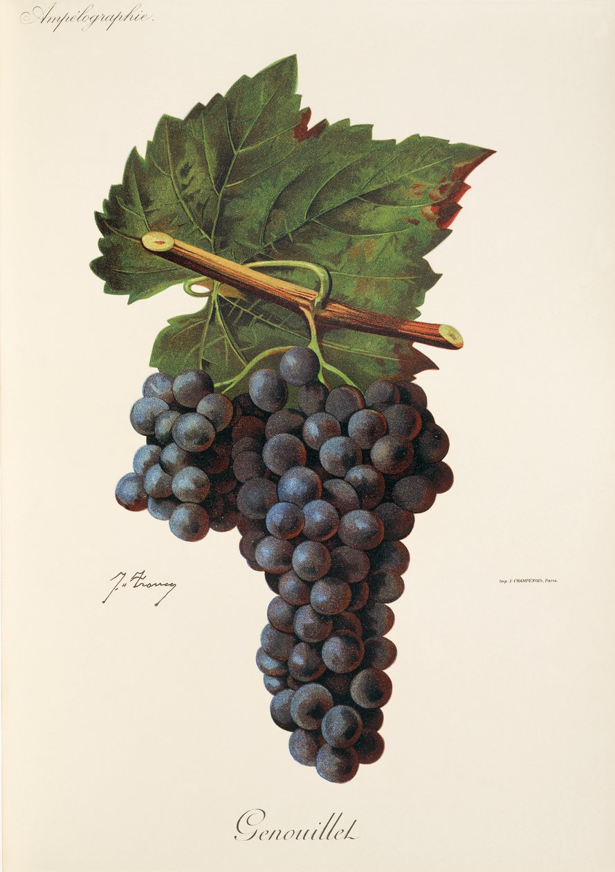 Raisin Genouillet par J. Troncy - Jules Troncy