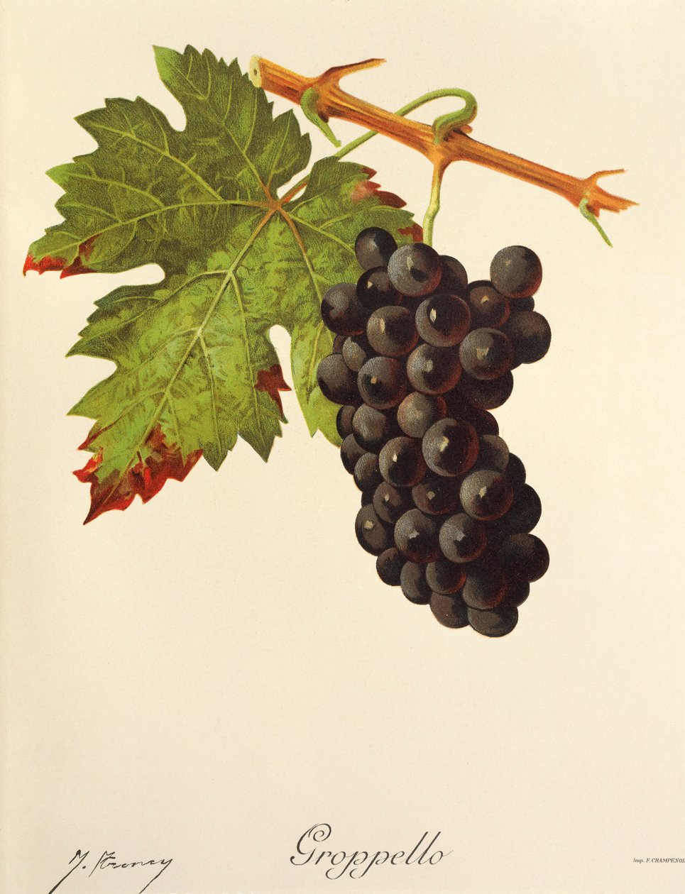Groppello - Jules Troncy