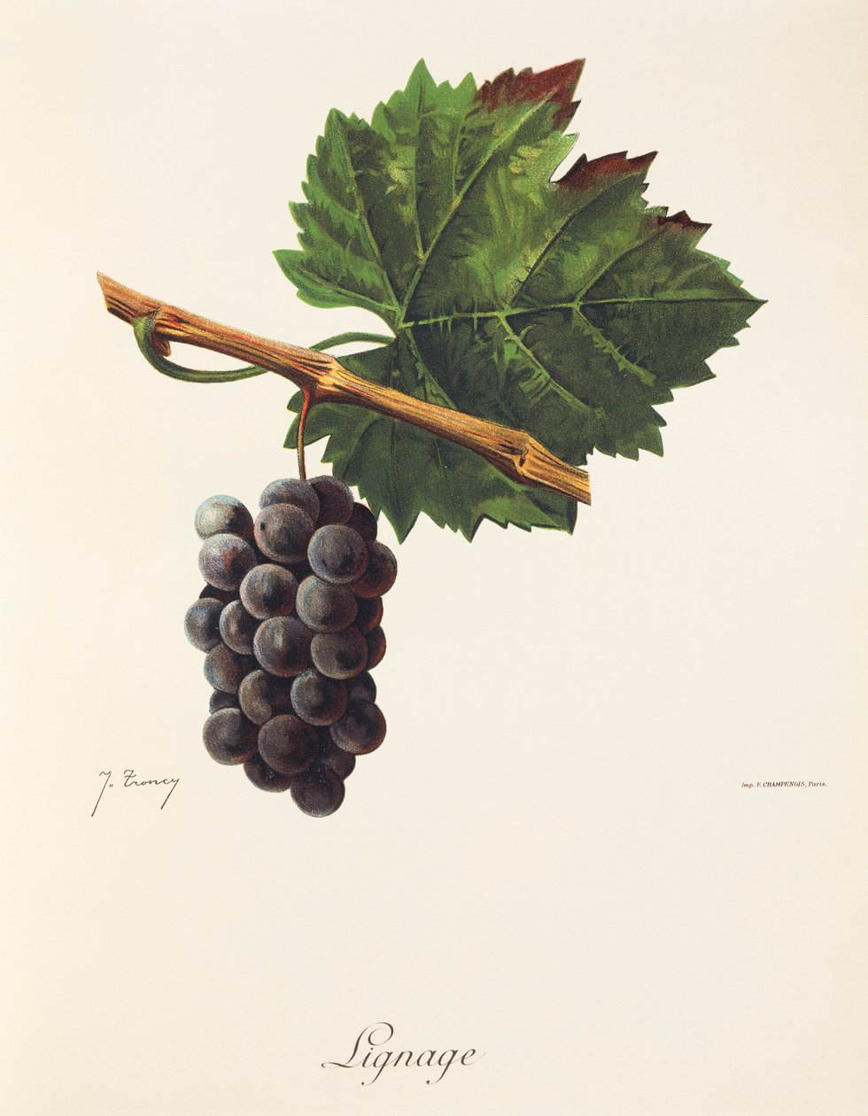 Raisin Lignage - Jules Troncy