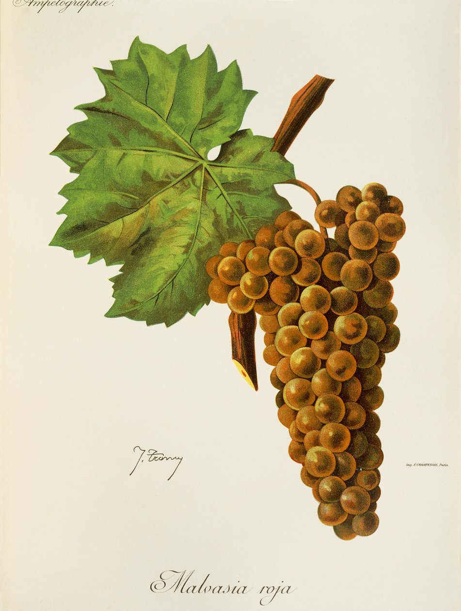 Raisin Malvasia Roja - Jules Troncy