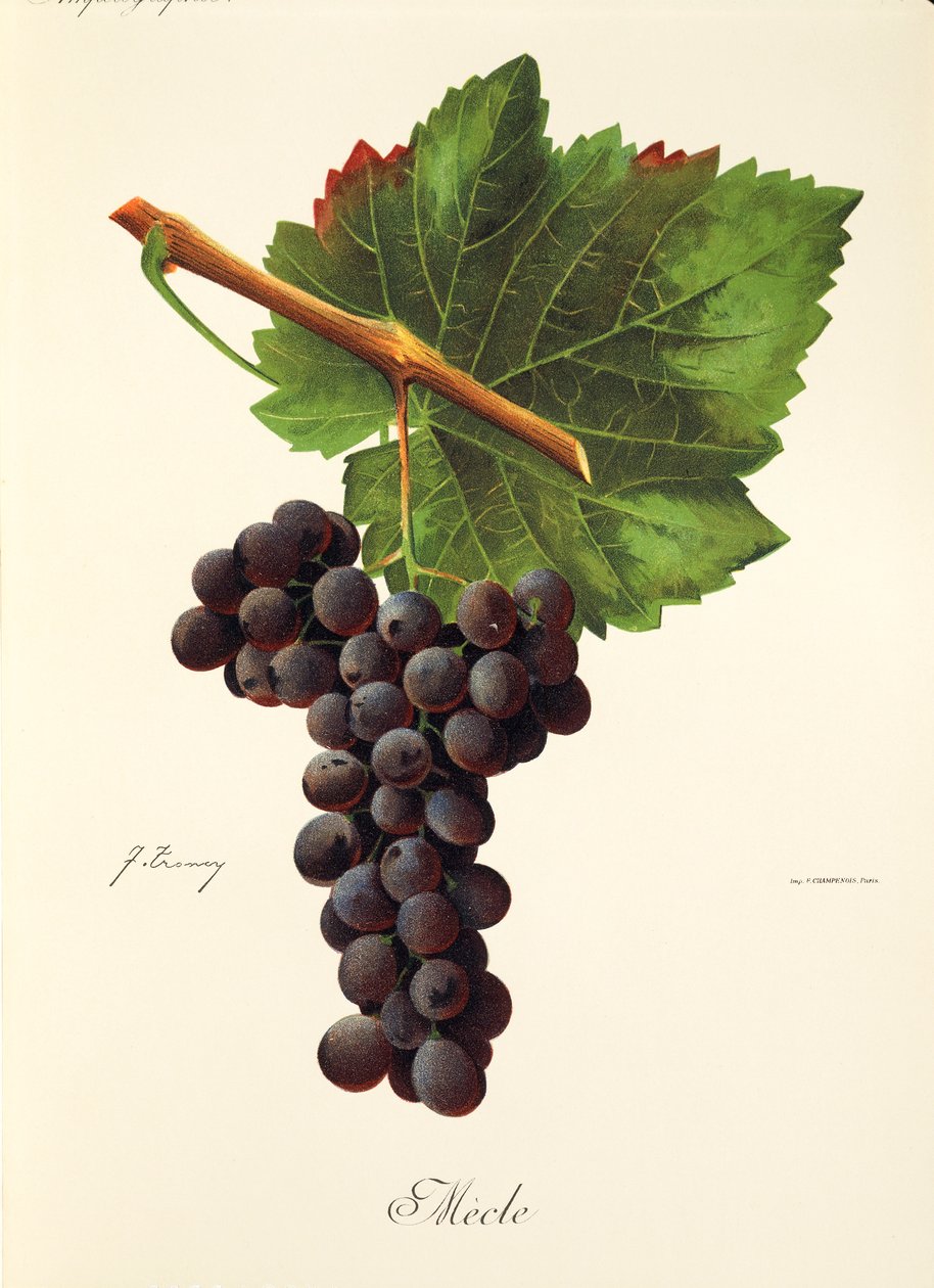 Raisin Mecle par J. Troncy - Jules Troncy