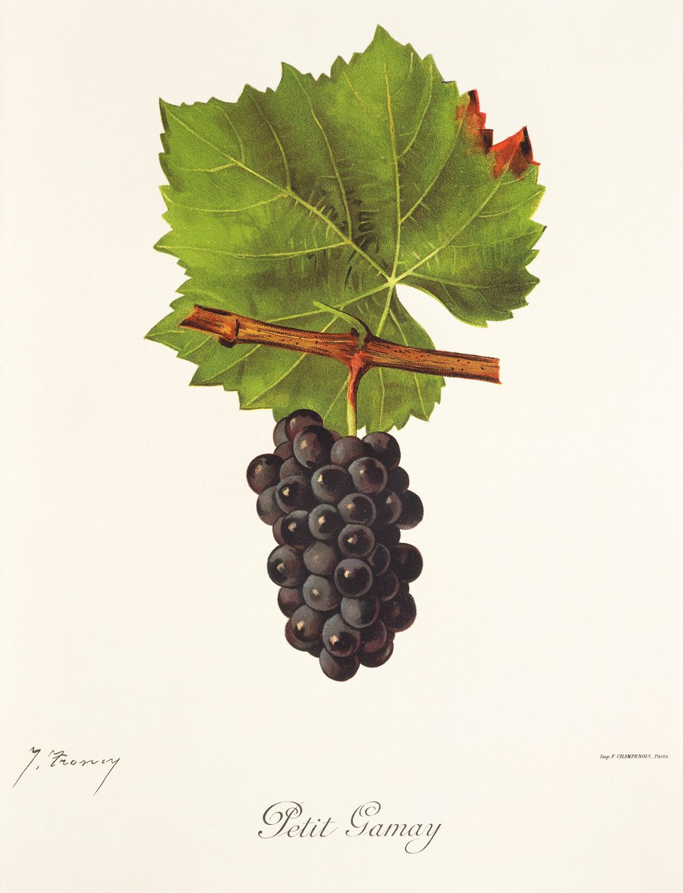 Raisin Petit Gamay par J. Troncy - Jules Troncy