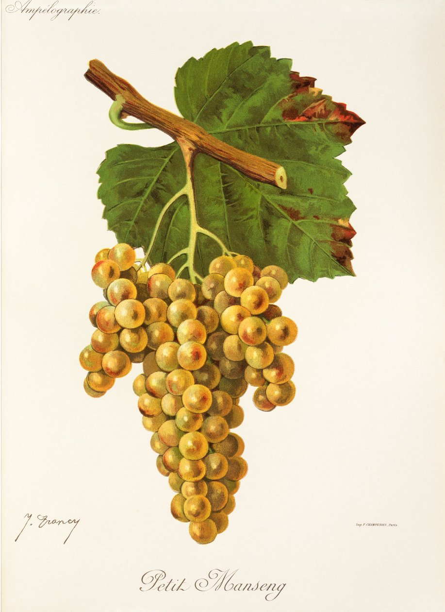 Raisin Petit Manseng par J. Troncy - Jules Troncy